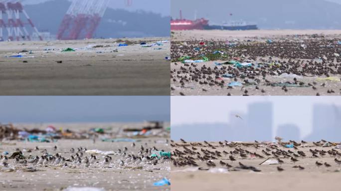 海岸垃圾与鸟类