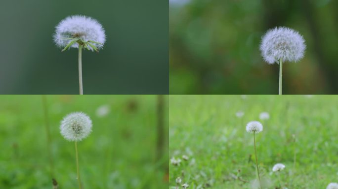 实拍蒲公英特写希望阳光唯美植物空镜