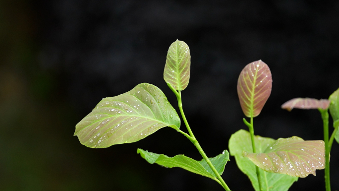 高档小区下雨植物生机盎然