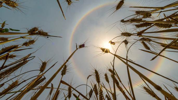 夏日麦田日晕延时