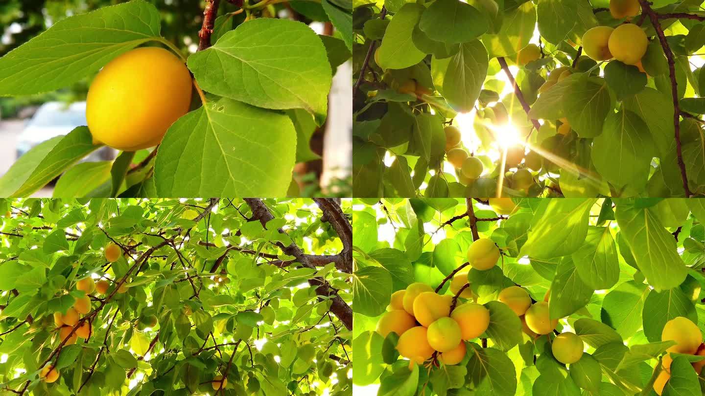 杏子黄杏杏实杏树