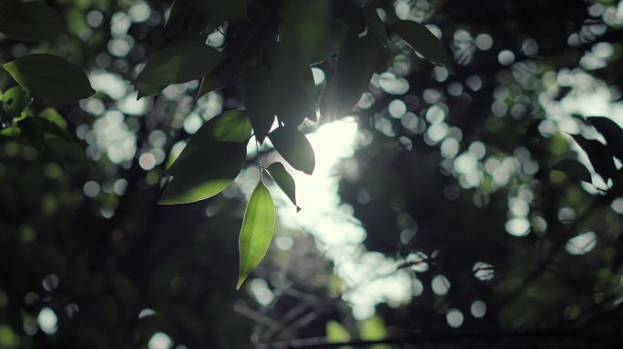 树叶 绿叶 阳光 自然 植物 夏天 树林