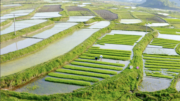 航拍水稻农田秧苗生长水稻种植