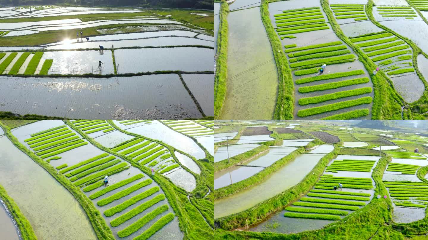 航拍水稻农田秧苗生长水稻种植
