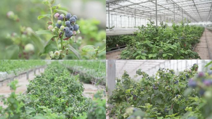 乡村振兴蓝莓产业基地