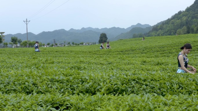 【原创】茶叶生长环境采摘 乡村采茶