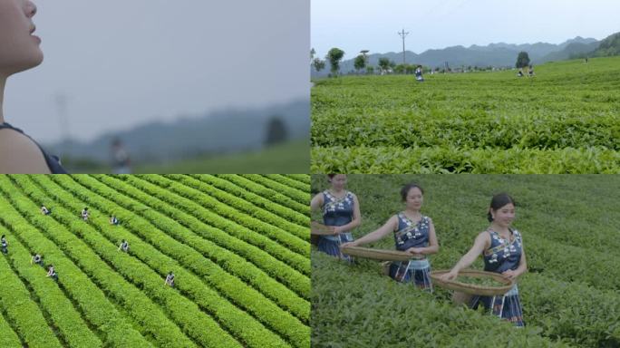 【原创】茶叶生长环境采摘 乡村采茶