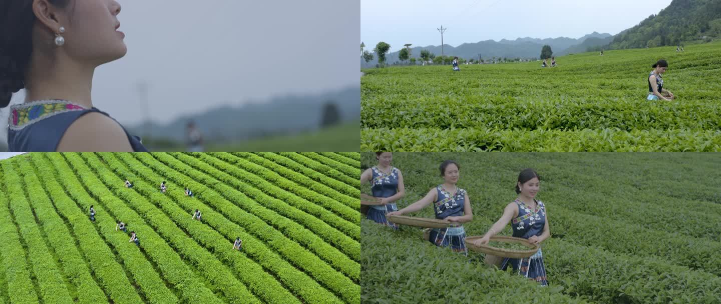 【原创】茶叶生长环境采摘 乡村采茶