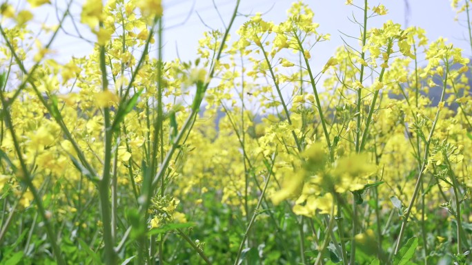 油菜花 春天 蜜蜂 黄色