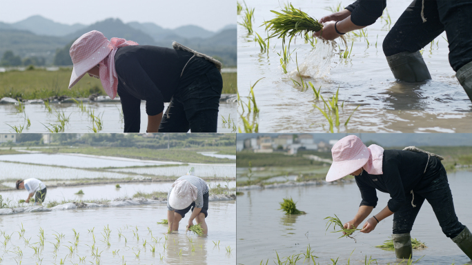 水稻种植插秧农田耕种种植大米