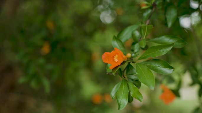 小满花石榴花夏天初夏