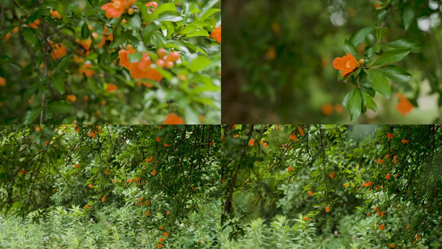 小满花石榴花夏天初夏