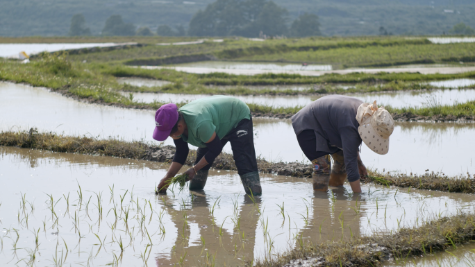 水稻种植插秧农田大米种植农田水利