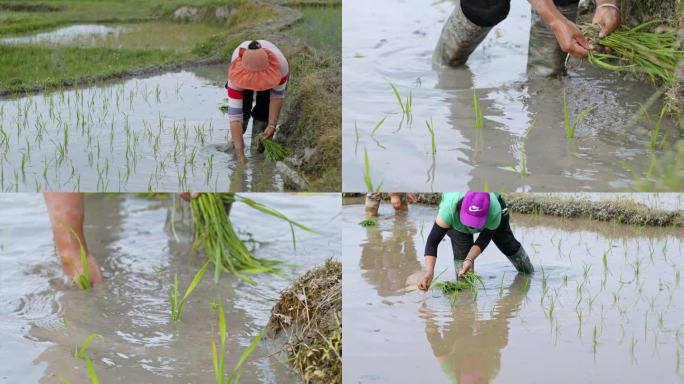 水稻种植插秧农田大米种植农田水利