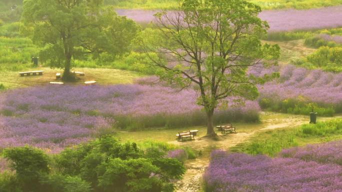 武汉光谷九峰山花海公园航拍风光