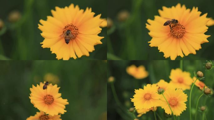 格桑花与蜜蜂