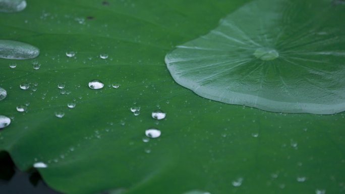 水面荷叶