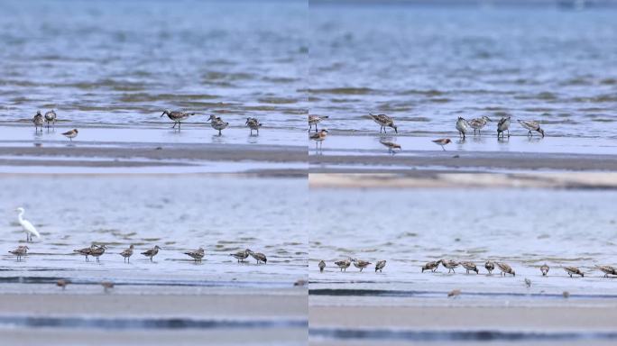 沙滩上起飞的鹬鸻群、鸟群合集3