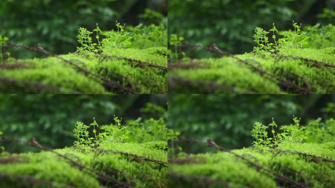 【正版素材】雨天大自然绿色植物