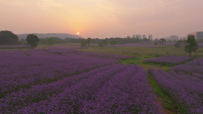 武汉光谷九峰山花海公园航拍风光