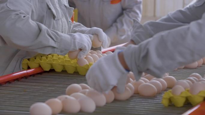 4k鸡蛋流水线鸡蛋流水线鸡蛋装填鸡蛋