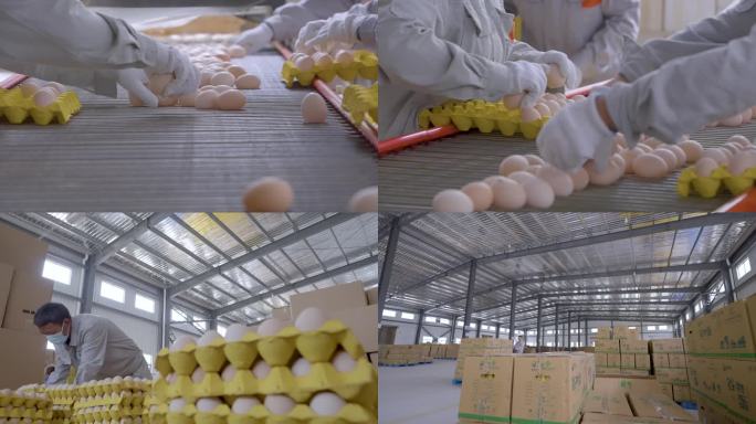 4k鸡蛋流水线鸡蛋流水线鸡蛋装填鸡蛋