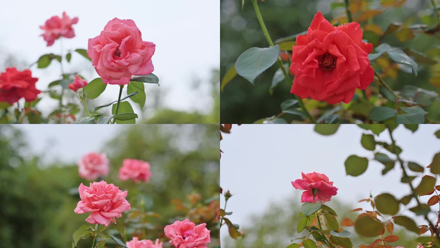 月季花 玫瑰