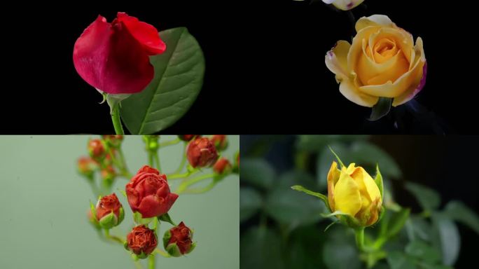 多个品种 月季 玫瑰 延时摄影 合辑