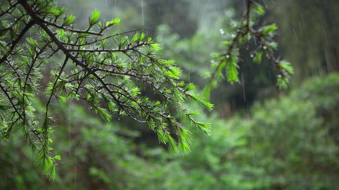 【正版素材】雨天自然植物松树
