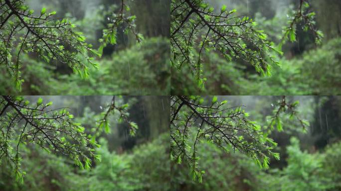 【正版素材】雨天自然植物松树