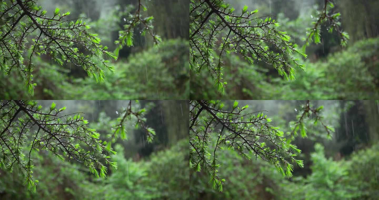 【正版素材】雨天自然植物松树