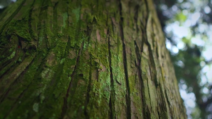 【正版素材】大自然树干特写绿色苔藓
