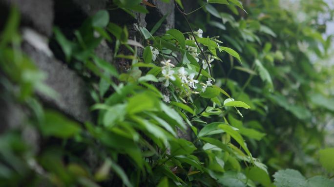 【正版素材】雨天自然植物白色小花