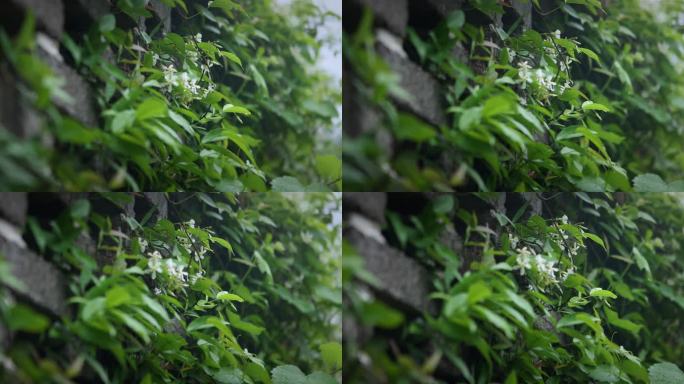 【正版素材】雨天自然植物白色小花