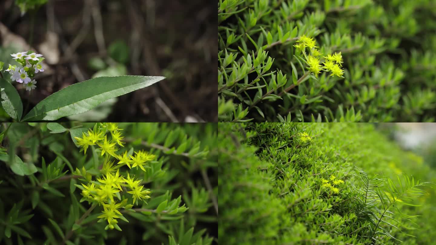 迎春花垂盆草花朵花蕊野花植物山上植物开花