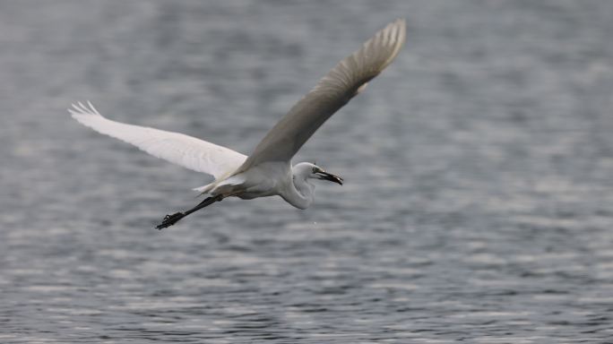 白鹭从湖里捉住一条鱼后飞行的慢动作