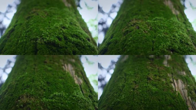 【正版素材】大自然树干特写绿色苔藓