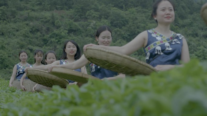 【原创】茶叶生长环境采摘 乡村采茶