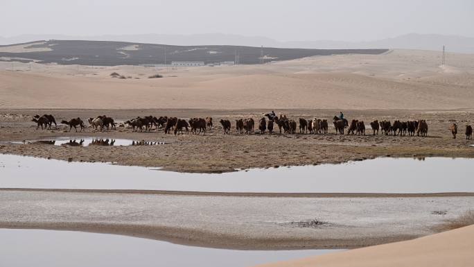 戈壁滩 骆驼群 骑马放牧 牧民 戈壁