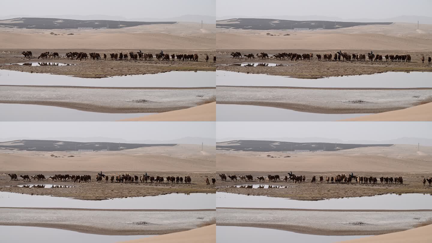 戈壁滩 骆驼群 骑马放牧 牧民 戈壁