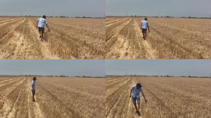 农民摸着麦子 走在地里