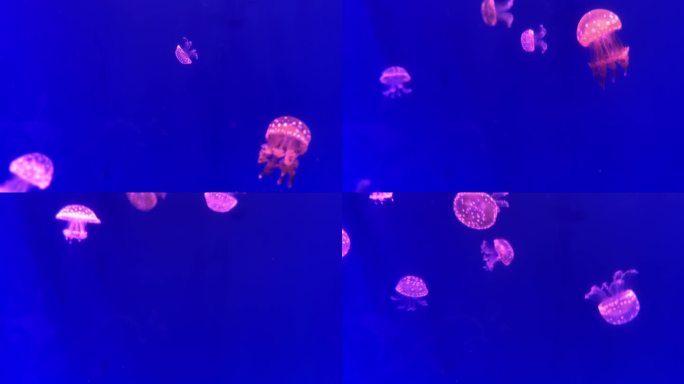 4K原创 深海水母