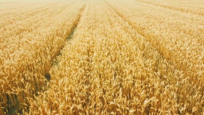 4K万亩小麦航拍