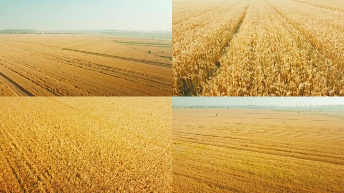 4K万亩小麦航拍