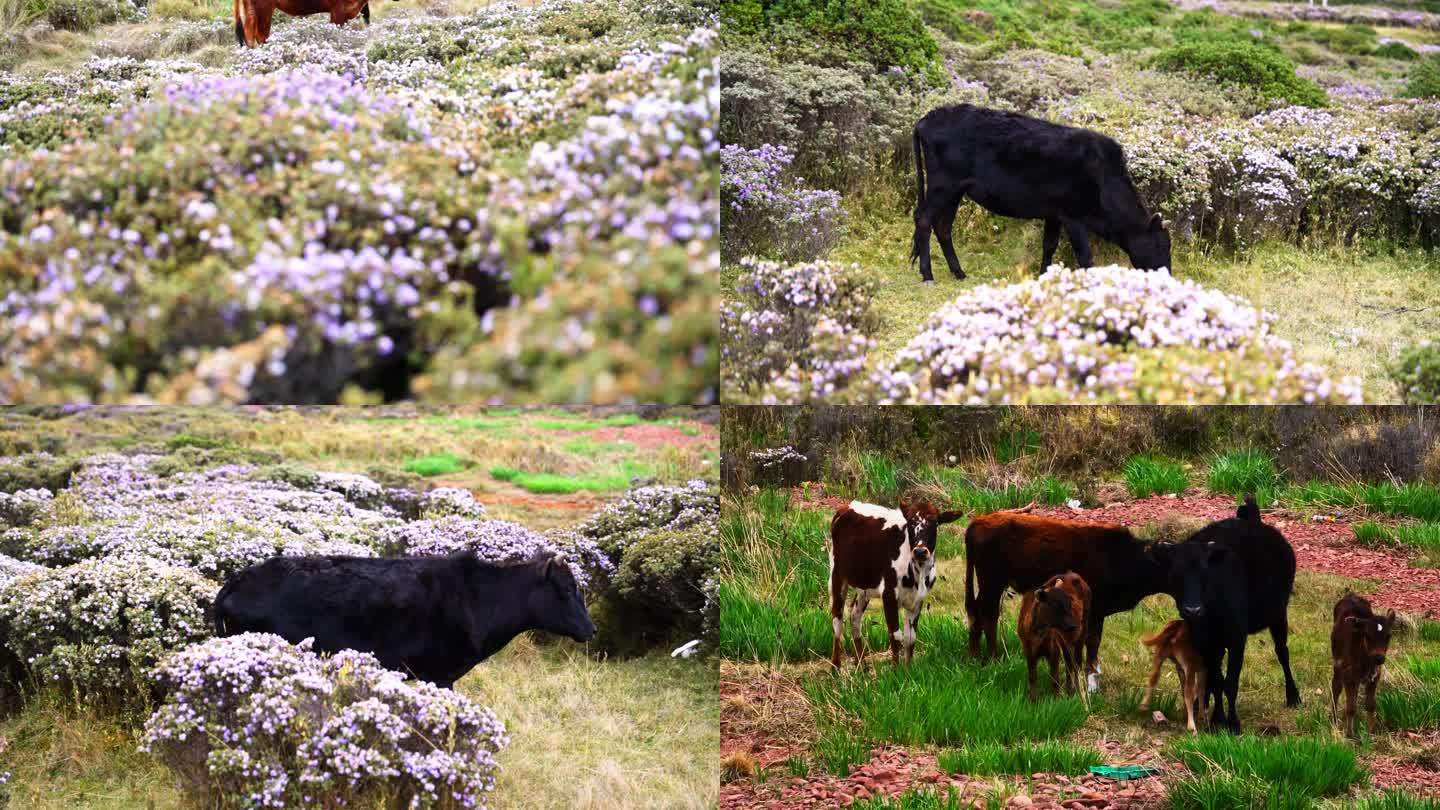牛吃草牛吃奶山上的牛4K