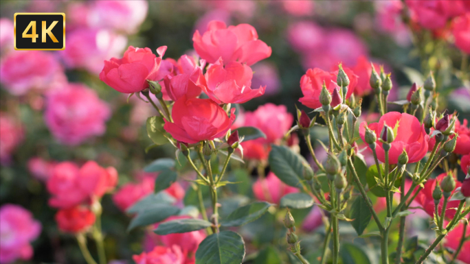 4K实拍唯美月季花月季花园玫瑰花开花海