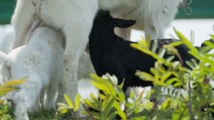 春天刚出生的小羊羔喝奶