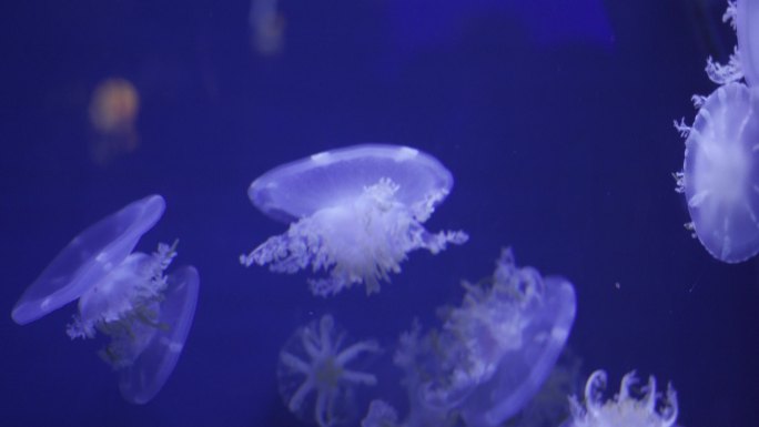 安朵仙水母漂浮可爱