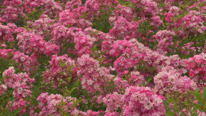 蔷薇花海