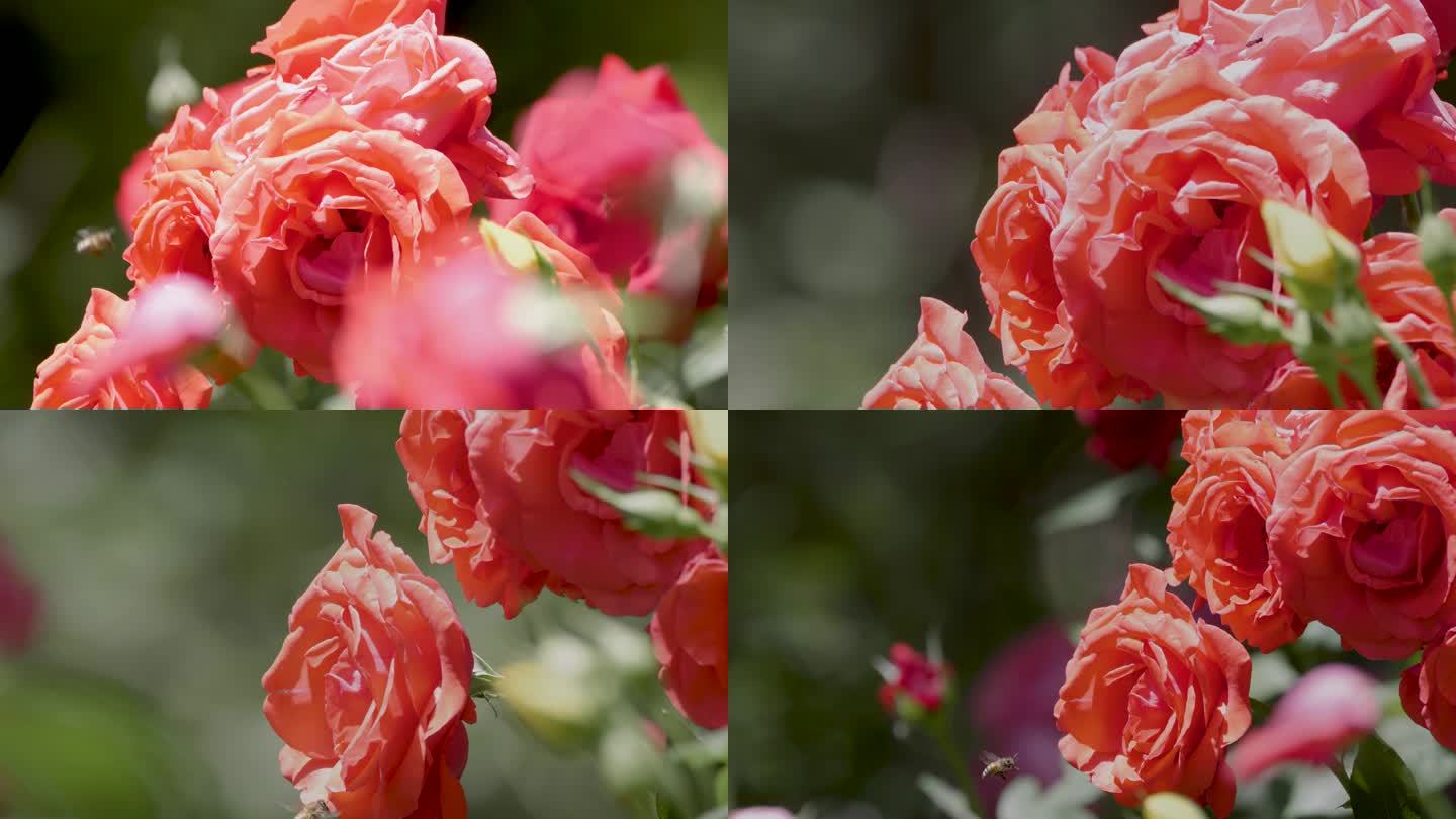烈日下的红玫瑰与采花的蜜蜂